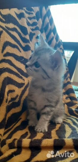 Котята 1 месяц