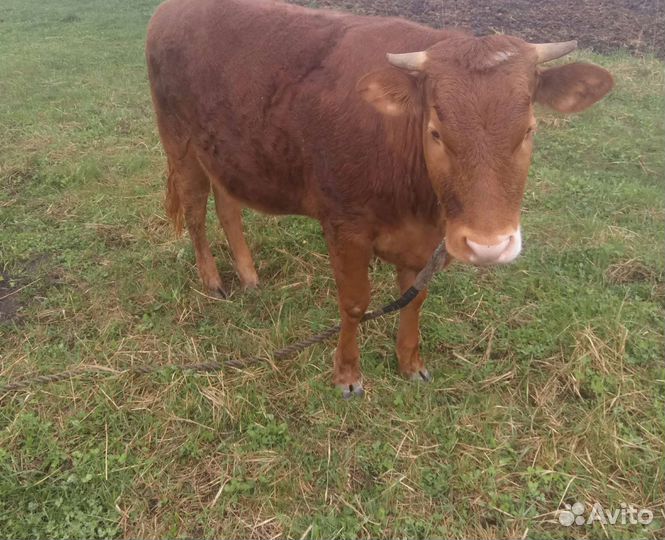 Корова тёлочка