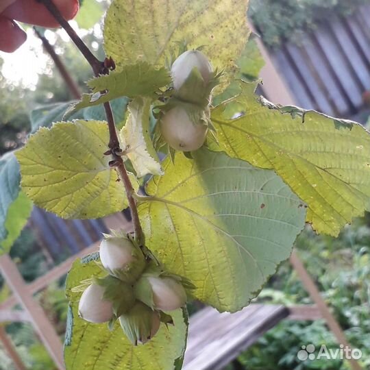 Саженцы лесного ореха, облепиха и другие растения