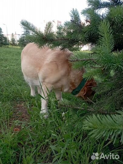 Выгул собак средних пород