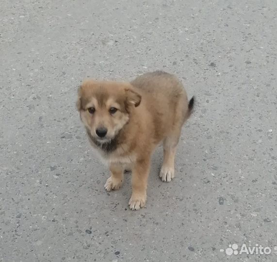 Собака в добрые руки отдам бесплатно