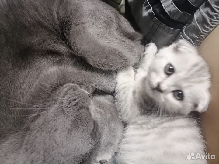 Вислоухий Шотландский кот