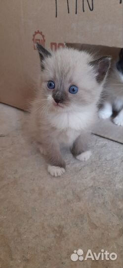 Домашние котята
