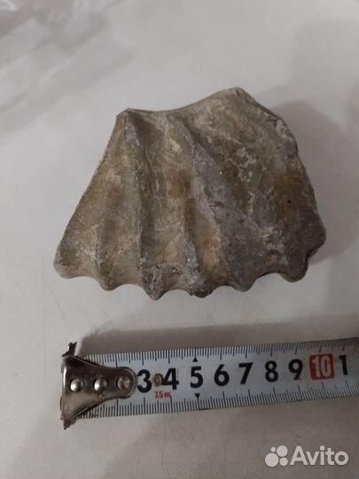 Окаменелость Аммонит Фрагмент Крупный