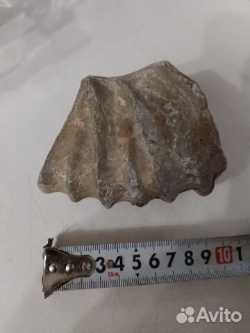 Окаменелость Аммонит Фрагмент Крупный