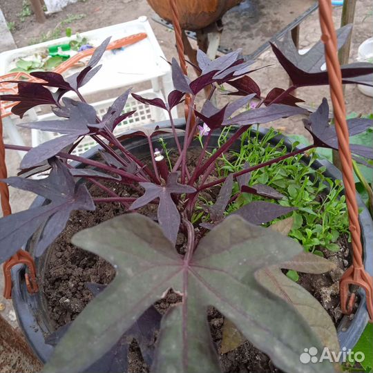 Ипомея батат