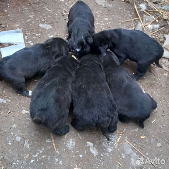 Русский Спаниель