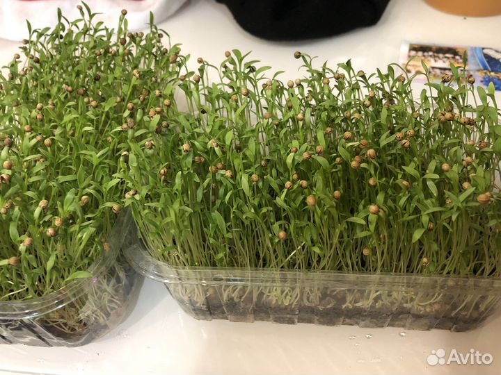 Микрозелень от Ильича