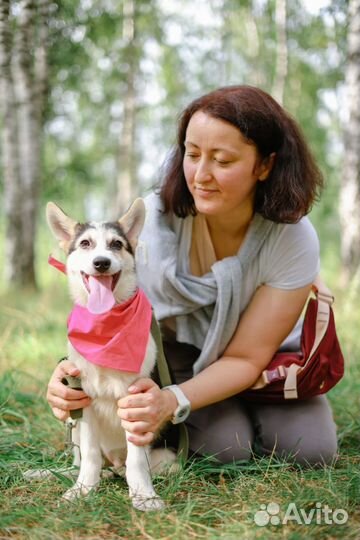 Щенок попала в приют, ищет дом