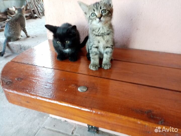 Животные в дар