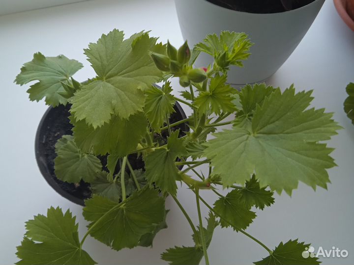 Пеларгония герань