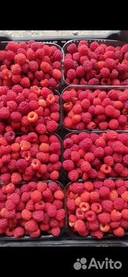 Продам саженцы таганки