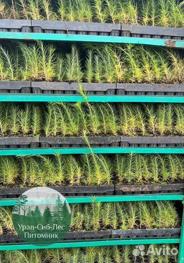 Сосна зкс окс сеянцы Ель Лиственница Голуб Горная