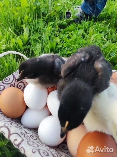 Домашние куриные яйца