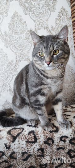 Отдам кота в добрые руки