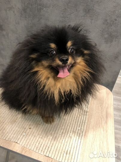 Стрижка шпицев