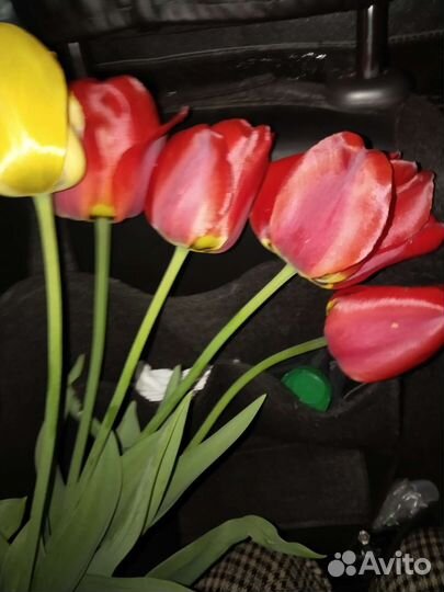 Цветы многолетники,рассада