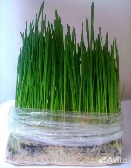 Трава для кошек