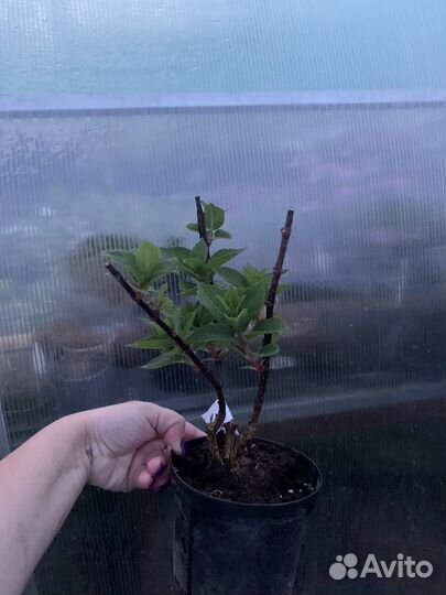 Гортензия метельчатая инфинити