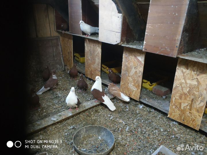 Голуби мастные, краснобокие