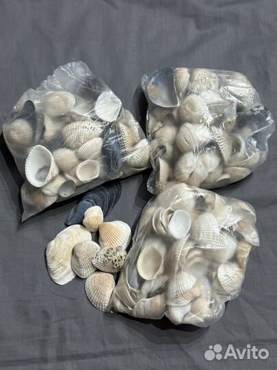 Морские ракушки