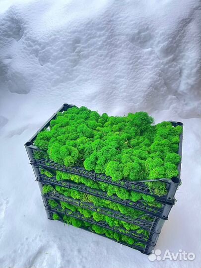 Стабилизированный мох, Изумрудный