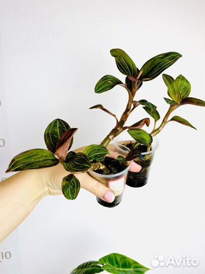 Драгоценная орхидея лудизия