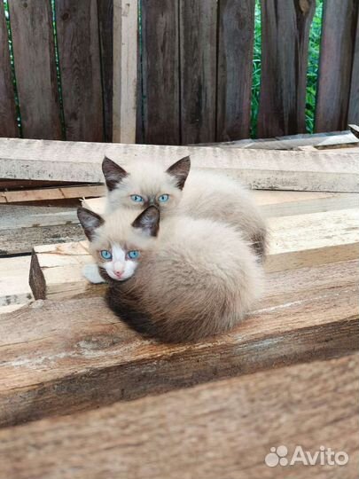 Котята в добрые руки бесплатно