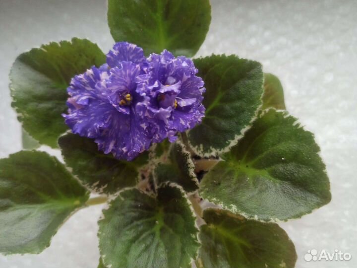Фиалки сортовые