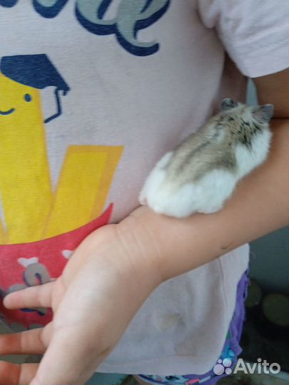 Продам хомяков