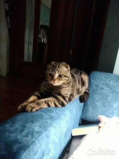 Шотландский кот для вязки