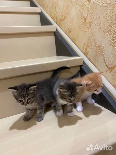 Кошки в добрые руки бесплатно