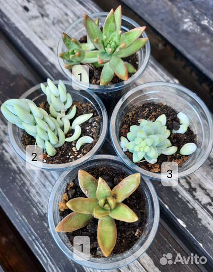 Суккуленты