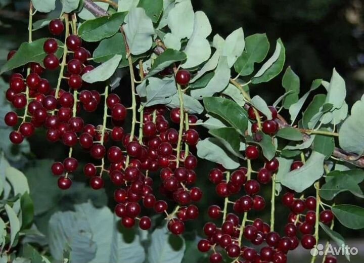 Черемуха вергинская, красная