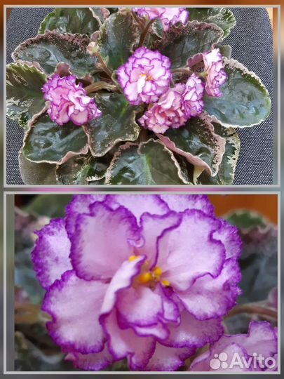 Сортовые красивоцветущие фиалки