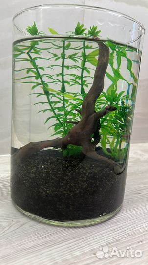 Рыбка петушок