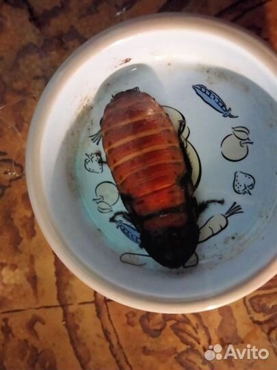 Мадагаскарский таракан