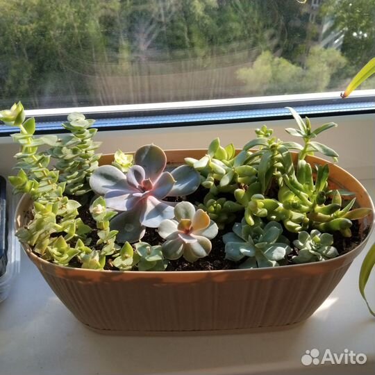 Толстянка, суккуленты