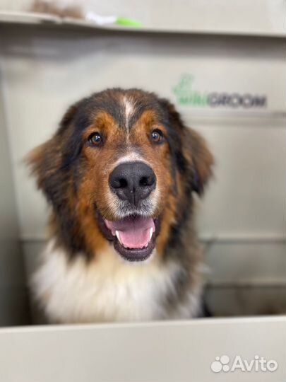 Стрижка собак и кошек