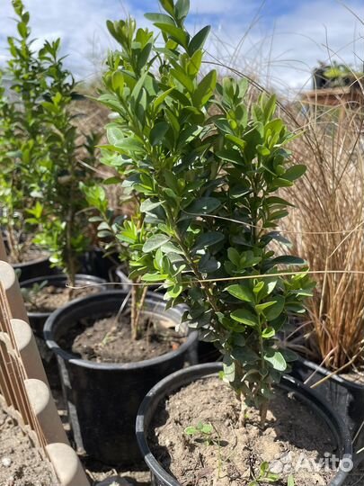 Самшит, можжевельник