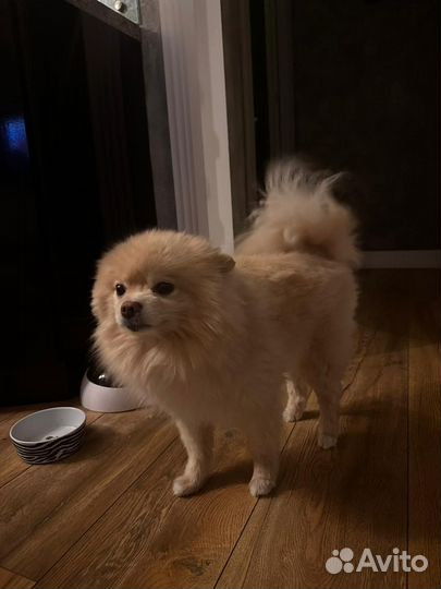 Стрижка собак