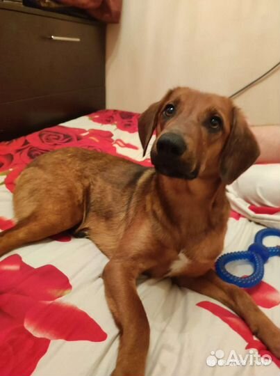 Боварская горная гончая метис