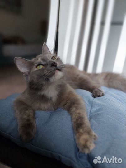 Кошечка Ася