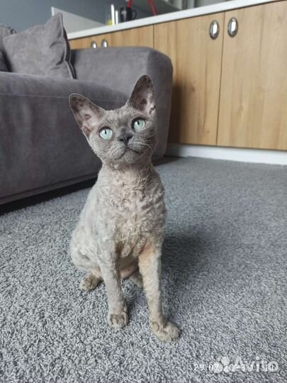 Девон-рекс кошечка любимка