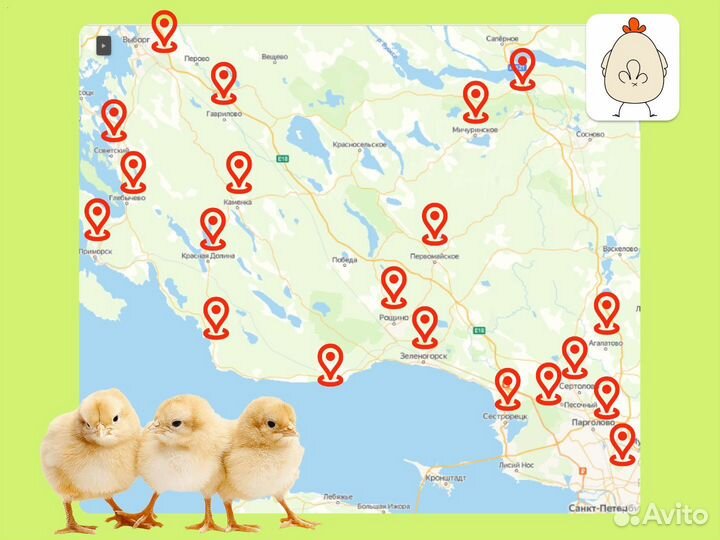 Куриная печень