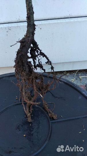 Липа рябина красная