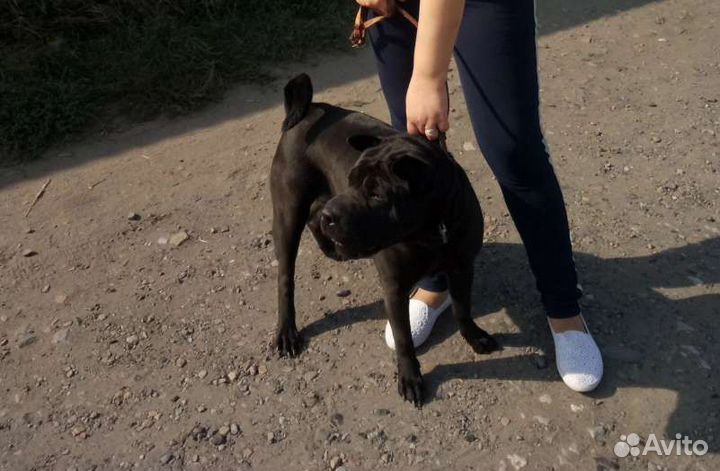 Собаки бесплатно