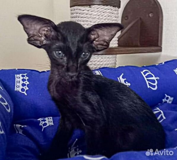 Ориентальный мальчик