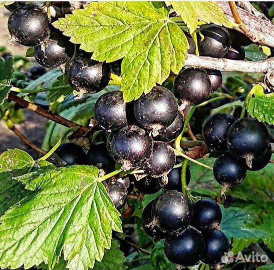 Смородина садовая