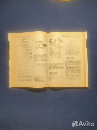 Книга Все о грибах справочник